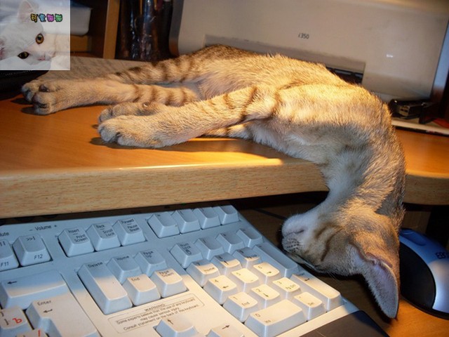 Ещё немного о котах и кошках...