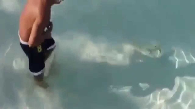 Маленькие агрессивные акулы