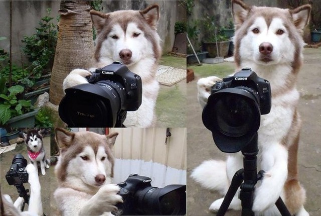 Псы, которые могут прекрасно обойтись без хозяев