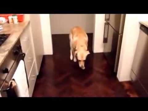 Провинившиеся собаки