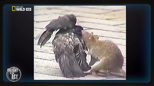 Необычное поведение животных.звериные причуды