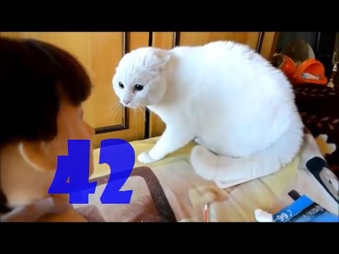 Смешные коты