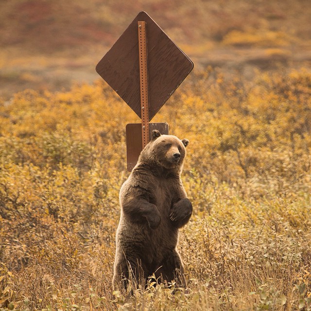 Лучшие фотографий животных из Instagram’а National Geographic 