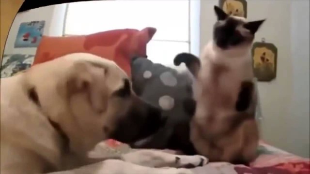 Самые самые КОТЭ! РЖАЧ 