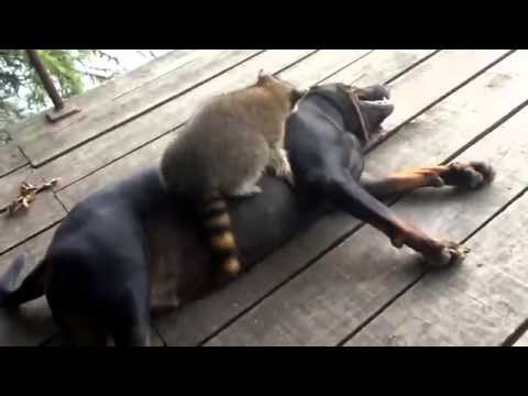  Енот, которого нашли на дороге, стал лучшим другом собаки