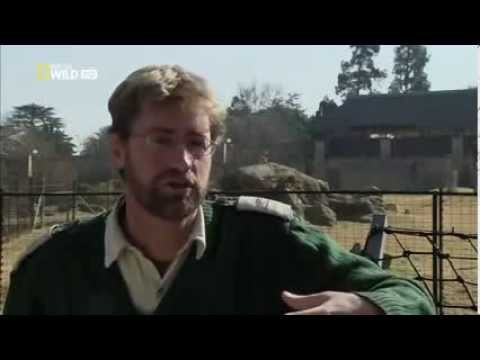 необычное поведение животных