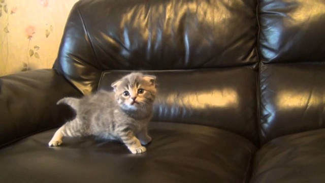 Вислоухий котенок 