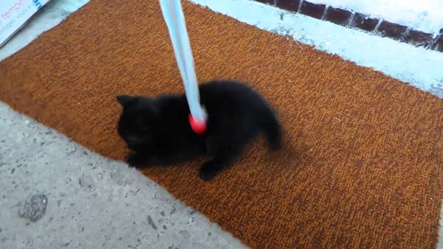 Черный котенок