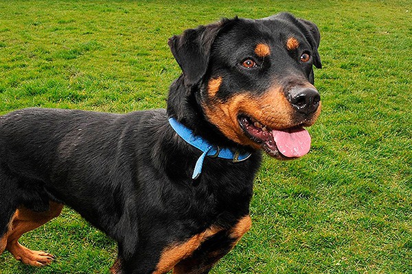 Собака воскресла после эвтаназии