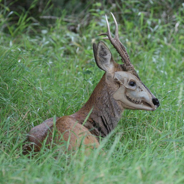 Щука, голавль... скелет косули.