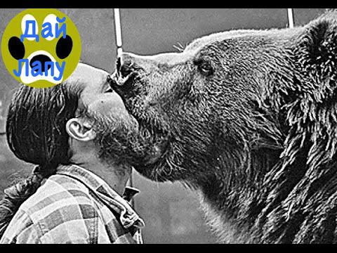 Любовь зла - полюбишь и козла.... И медведя и т.д. Дай Лапу