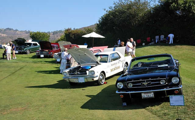 Mustang & Shelby