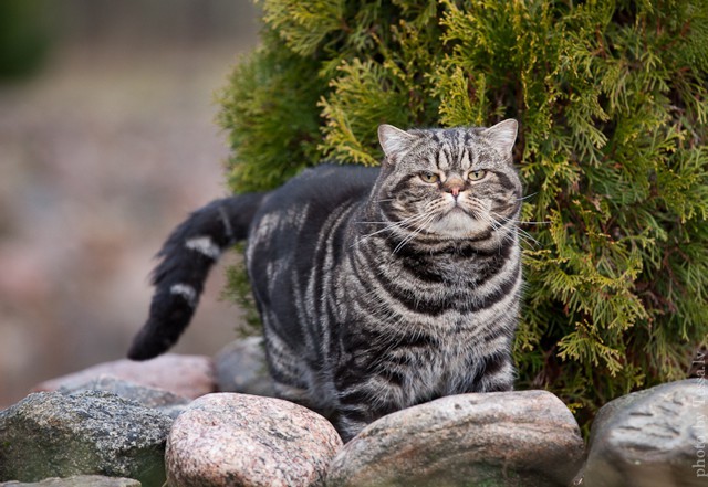 Кот  Барбадос