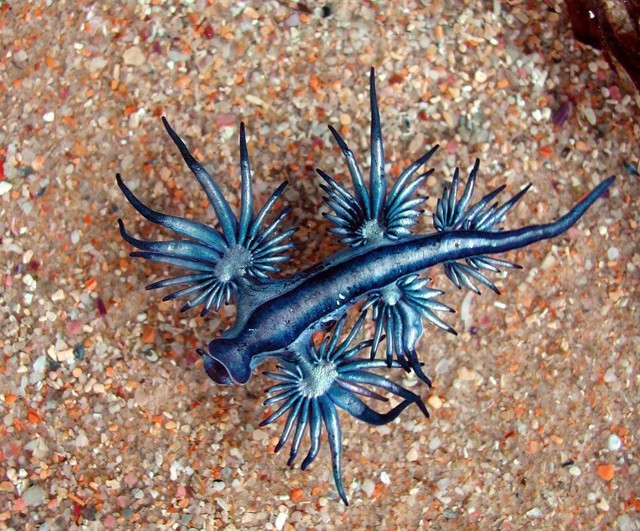 Голубой ангел (Glaucus atlanticus) 