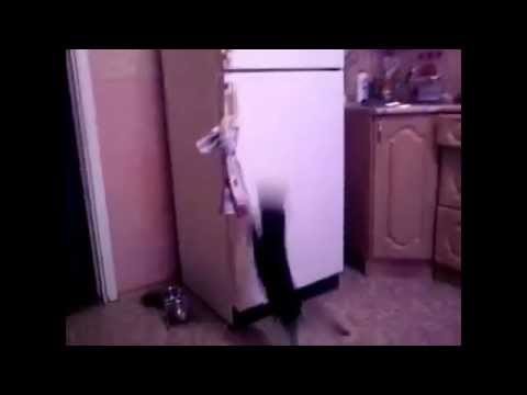 Залетный кот