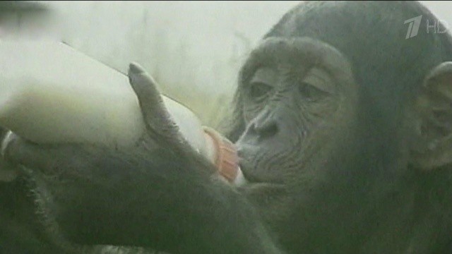 Американские правозащитники требуют признать шимпанзе личностью