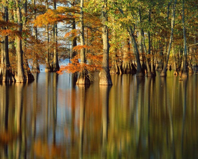 Про осень или почему осенью листья жёлтые и красные...