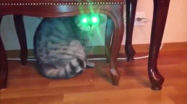 Инопланетный Котяра