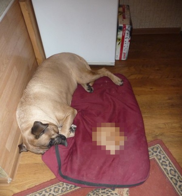 Бульмастиф и рыжий бес