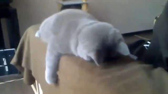 Забавные Спящие Кошки