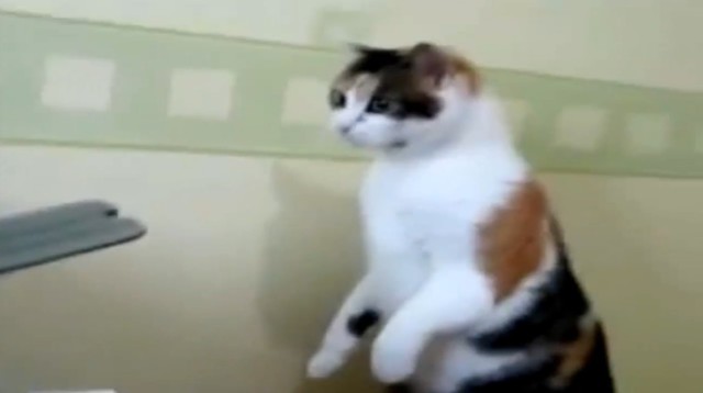 Кот VS Принтер