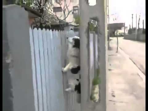 Сообразительные псы