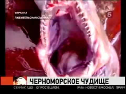 Неизвестное морское чудовище поймали в Черном море 