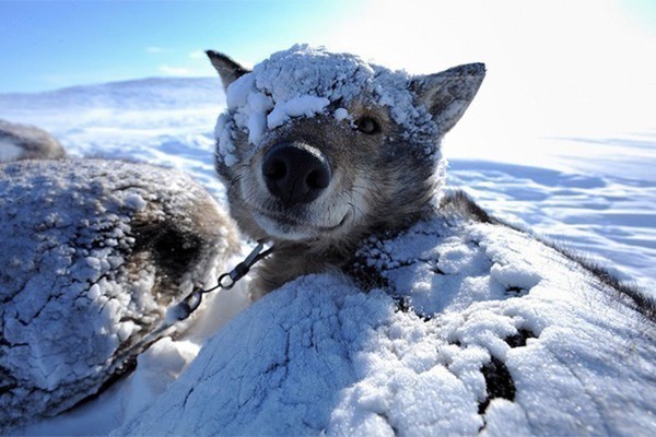 Снежная сказка: волшебные пейзажи русской зимы