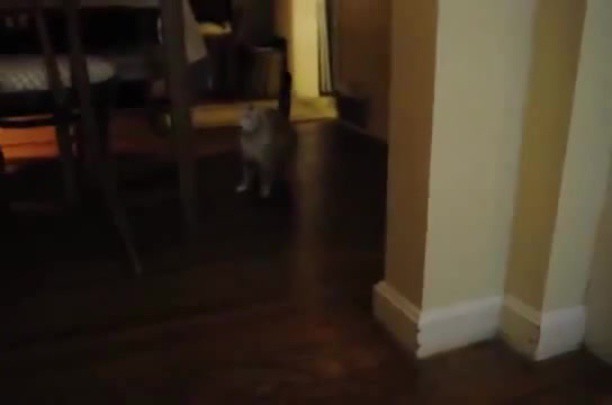 КОТОкубы