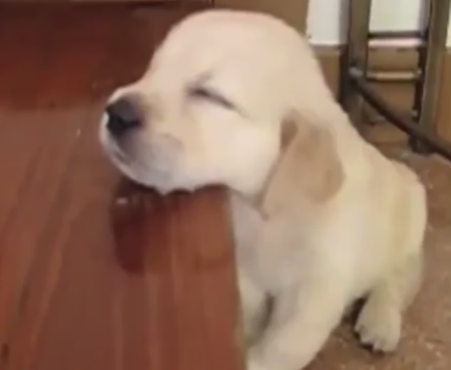 Cпят усталые зверушки (Не зевать!) 