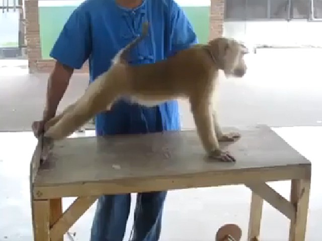 Даже обезьяна отжимается лучше, чем ты