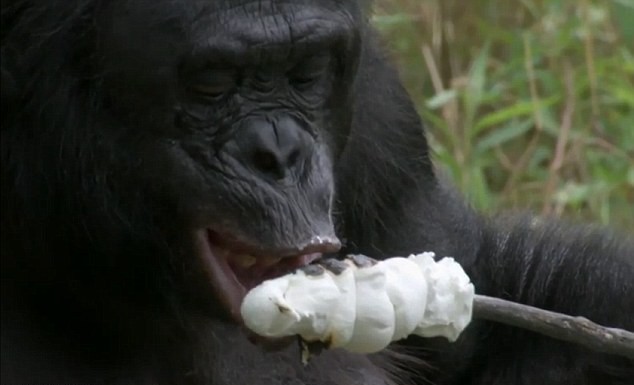 Шимпанзе развел костер и приготовил десерт
