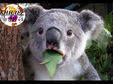 Что едят коалы? 