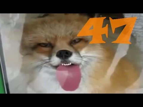 Подборки приколов