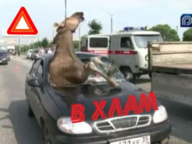 Лоси против машин! Мощные столкновения с авто разных марок