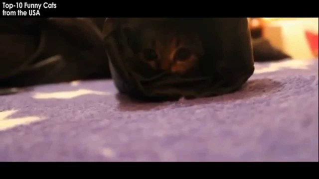 Смешные коты и кошки из США