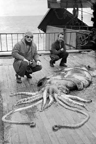 Гигантский кальмар-монстр и его жертвы 