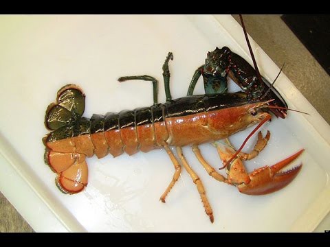 25 животных с необычным цветом!