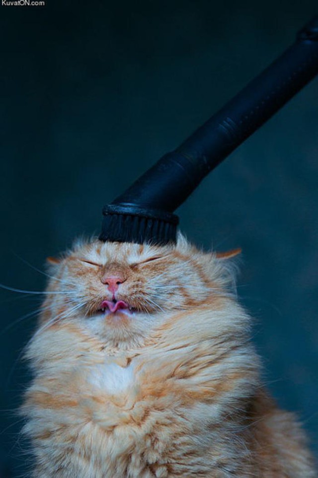 Как пропылесосить котэ?