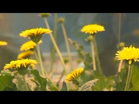 Шины из одуванчиков