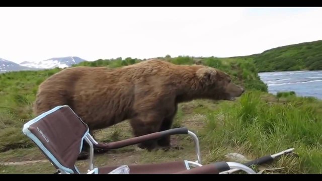 Медведь пришел к рыбакам, посмотрел на реку, зевнул и ушел 