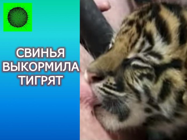 Свинья выкормила тигрят
