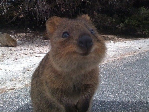 Улыбчивый зверек Квокка (Quokka)