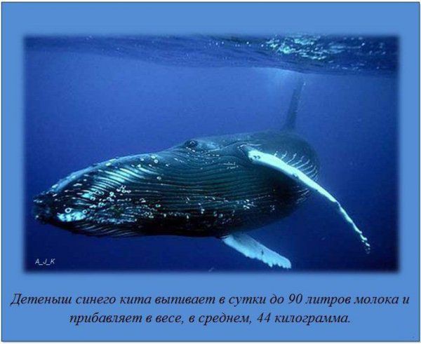 Интересные факты о разном, часть 4