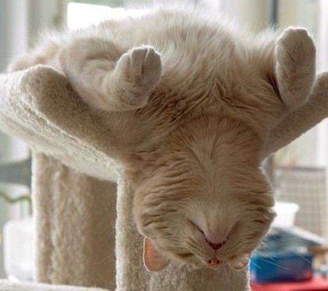 25 самых странных поз, в которых спят коты