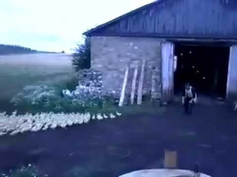 Он держит своих уток в ежовых рукавицах