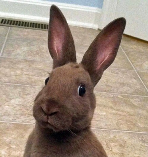 19 реакций на ежедневные ситуации от милых кроликов