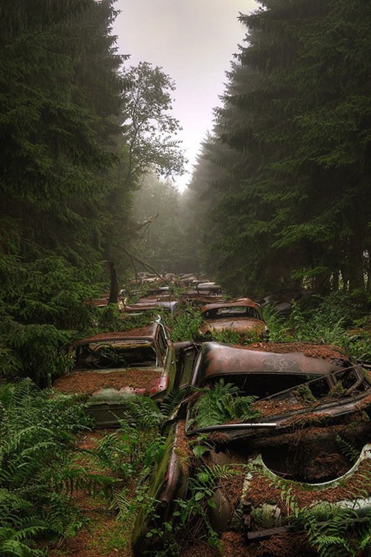 Автомобильная пробка в Бельгийском лесу