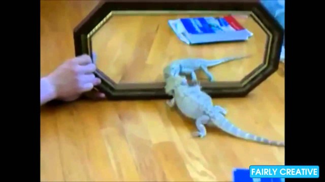 Звери и зеркало