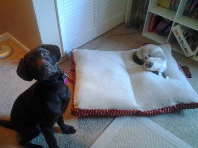 Обнаглевшие коты